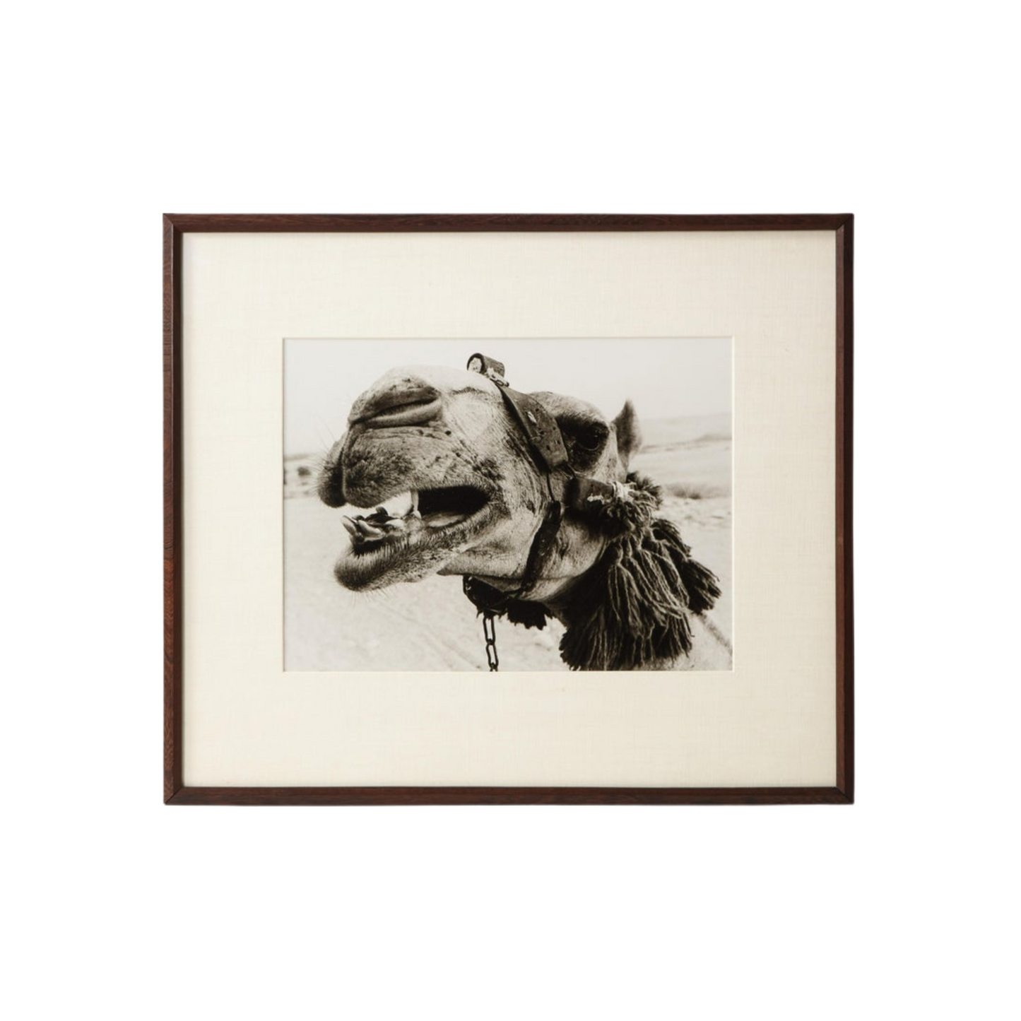 Framed Camel Photograph by Christopher Makos